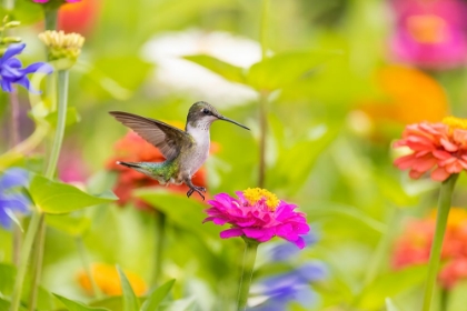 Picture of RUBY-THROATED HUMMINGBIRD