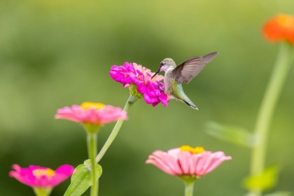 Picture of RUBY-THROATED HUMMINGBIRD