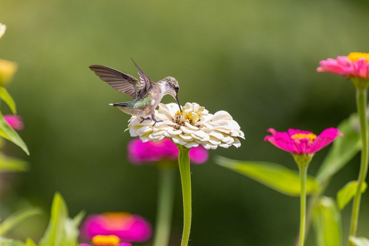 Picture of RUBY-THROATED HUMMINGBIRD