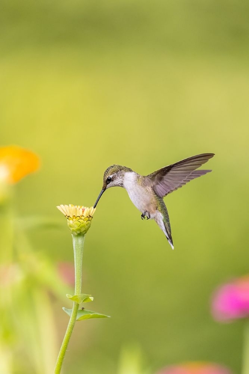 Picture of RUBY-THROATED HUMMINGBIRD