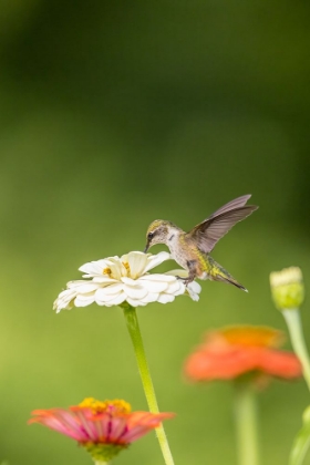 Picture of RUBY-THROATED HUMMINGBIRD