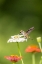 Picture of RUBY-THROATED HUMMINGBIRD