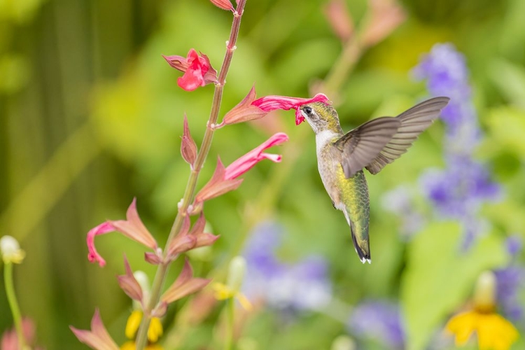 Picture of RUBY-THROATED HUMMINGBIRD