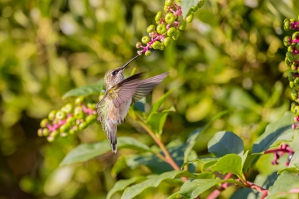 Picture of RUBY-THROATED HUMMINGBIRD AT AMERICAN POKEWEED