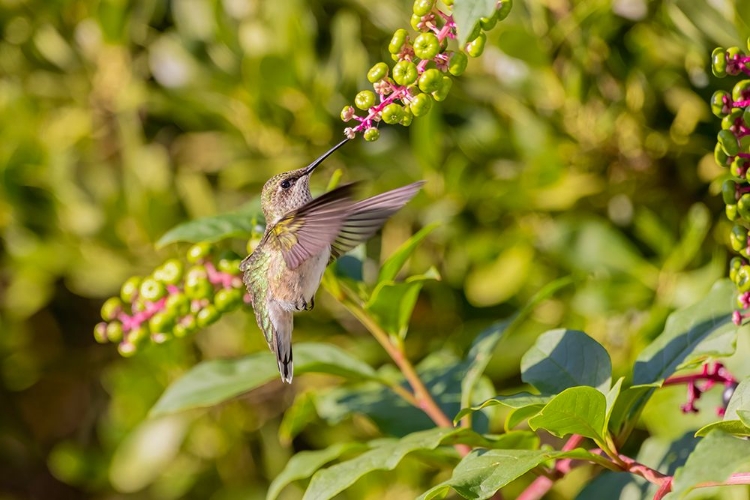 Picture of RUBY-THROATED HUMMINGBIRD AT AMERICAN POKEWEED