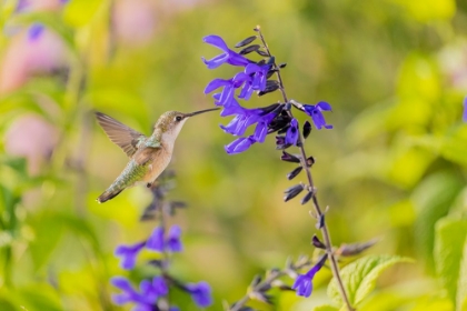 Picture of RUBY-THROATED HUMMINGBIRD AT BLACK AND BLUE SALVIA