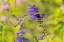 Picture of RUBY-THROATED HUMMINGBIRD AT BLACK AND BLUE SALVIA