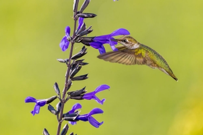 Picture of RUBY-THROATED HUMMINGBIRD AT BLACK AND BLUE SALVIA