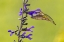 Picture of RUBY-THROATED HUMMINGBIRD AT BLACK AND BLUE SALVIA