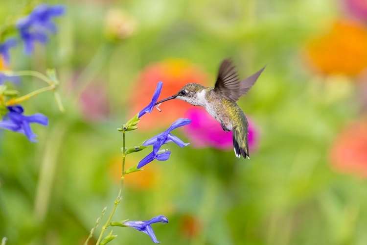 Picture of RUBY-THROATED HUMMINGBIRD AT BLUE ENSIGN SALVIA