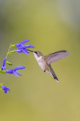 Picture of RUBY-THROATED HUMMINGBIRD AT BLUE ENSIGN SALVIA