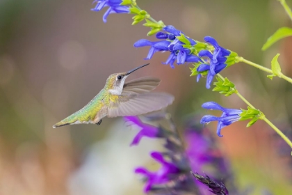 Picture of RUBY-THROATED HUMMINGBIRD AT BLUE ENSIGN SALVIA