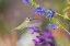 Picture of RUBY-THROATED HUMMINGBIRD AT BLUE ENSIGN SALVIA