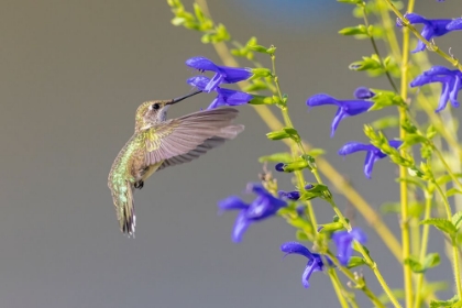 Picture of RUBY-THROATED HUMMINGBIRD AT BLUE ENSIGN SALVIA