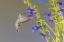 Picture of RUBY-THROATED HUMMINGBIRD AT BLUE ENSIGN SALVIA