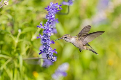 Picture of RUBY-THROATED HUMMINGBIRD AT VICTORIA BLUE SALVIA