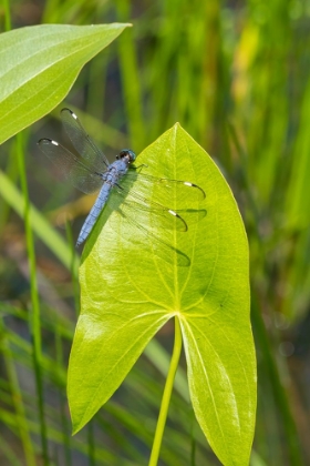 Picture of SPANGLED SKIMMER MALE ON ARROWHEAD PLANT
