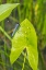 Picture of SPANGLED SKIMMER MALE ON ARROWHEAD PLANT