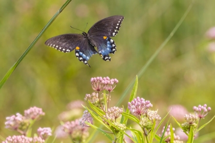 Picture of SPICEBUSH SWALLOWTAIL FLYING TO SWAMP MILKWEED