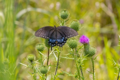 Picture of SPICEBUSH SWALLOWTAIL ON BULL THISTLE