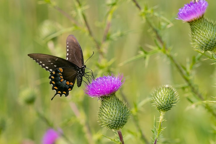 Picture of SPICEBUSH SWALLOWTAIL ON BULL THISTLE