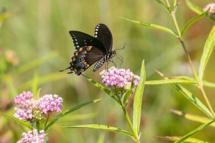 Picture of SPICEBUSH SWALLOWTAIL ON SWAMP MILKWEED