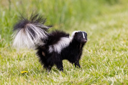 Picture of STRIPED SKUNK DIGGING FOR FOOD
