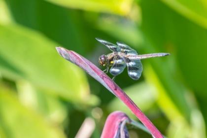 Picture of TWELVE-SPOTTED SKIMMER MALE ON WATER CANNA