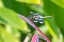 Picture of TWELVE-SPOTTED SKIMMER MALE ON WATER CANNA