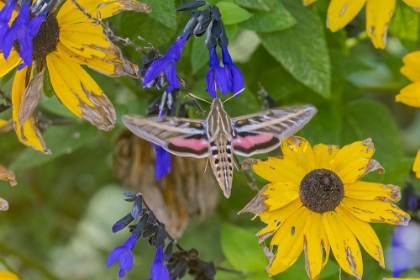 Picture of WHITE-LINED SPHINX ON SALVIA
