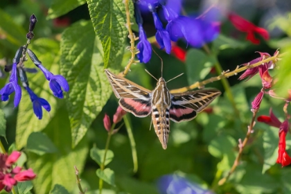Picture of WHITE-LINED SPHINX ON SALVIA
