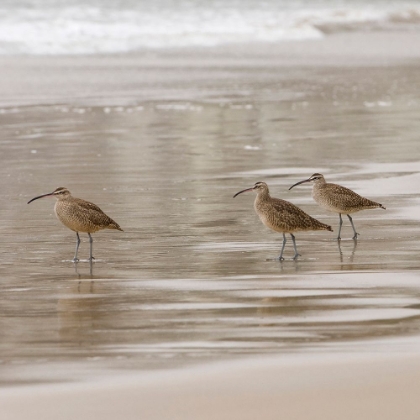 Picture of USA CA PISMO BEACH WHIMBRELS