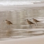 Picture of USA CA PISMO BEACH WHIMBRELS