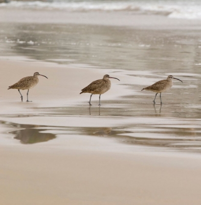 Picture of USA CA PISMO BEACH WHIMBRELS