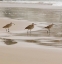 Picture of USA CA PISMO BEACH WHIMBRELS