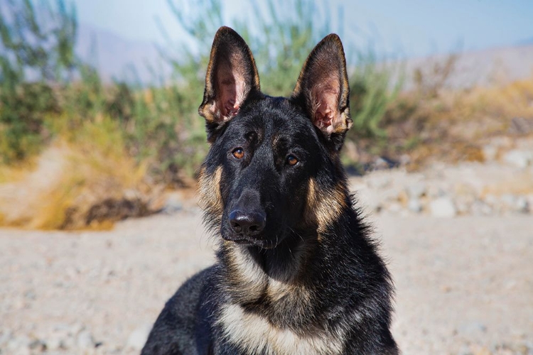 Picture of GERMAN SHEPHERD IN THE COACHELLA VALLEY-CALIFORNIA