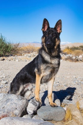 Picture of GERMAN SHEPHERD IN THE COACHELLA VALLEY-CALIFORNIA