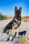 Picture of GERMAN SHEPHERD IN THE COACHELLA VALLEY-CALIFORNIA