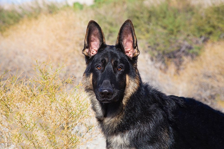 Picture of GERMAN SHEPHERD IN THE COACHELLA VALLEY-CALIFORNIA