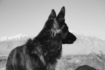 Picture of GERMAN SHEPHERD IN THE COACHELLA VALLEY-CALIFORNIA