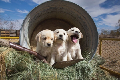 Picture of LABRADOR RETRIEVER PUPPIES