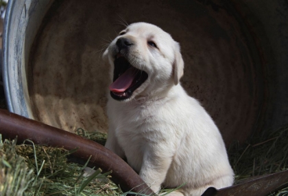 Picture of LABRADOR RETRIEVER PUPPIES