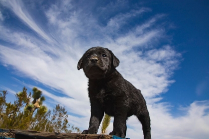 Picture of LABRADOR RETRIEVER PUPPIES