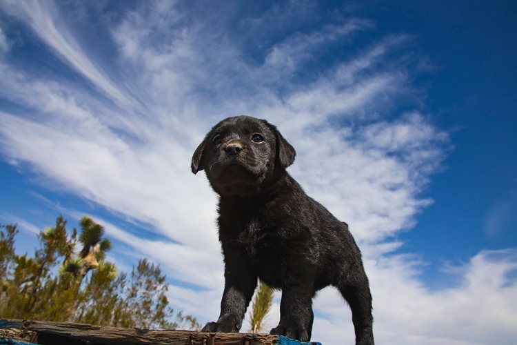 Picture of LABRADOR RETRIEVER PUPPIES