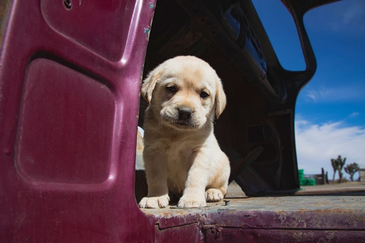 Picture of LABRADOR RETRIEVER PUPPY