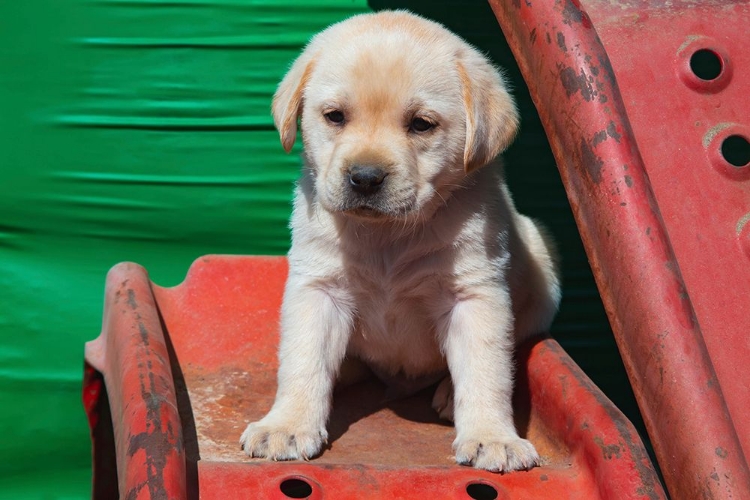 Picture of LABRADOR RETRIEVER PUPPIES