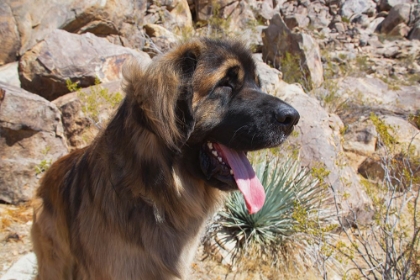 Picture of LEONBERGERS ENJOYING THE HIGH DESERT