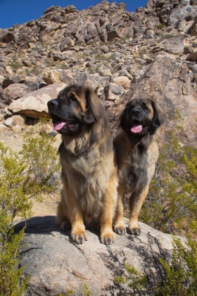 Picture of LEONBERGERS ENJOYING THE HIGH DESERT