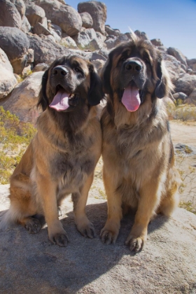 Picture of LEONBERGERS ENJOYING THE HIGH DESERT