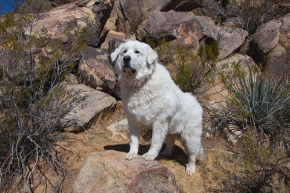 Picture of GREAT PYRENEES ENGOYING THE HIGH DESERT